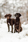 Deutsch-Kurzhaar-Labrador-Retriever