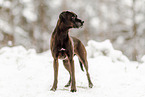 Boxer-Magyar-Vizsla