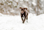 Deutsch-Kurzhaar-Labrador-Retriever