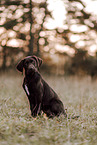 Deutsch-Kurzhaar-Labrador-Retriever