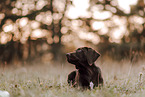 Deutsch-Kurzhaar-Labrador-Retriever