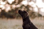 Deutsch-Kurzhaar-Labrador-Retriever