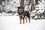 Australian-Shepherd-Labrador-Retriever