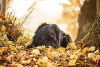 Labrador-Retriever-Schnauzer