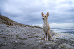 Podenco Andaluz-Mongrel