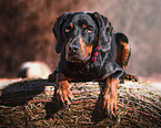 Hound-Weimaraner