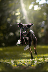 Bernese-Mountain-Dog-Labrador-Retriever