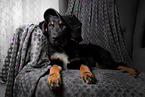 Shepherd-Mongrel Puppy