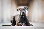 Staffordshire-Bullterrier-Mongrel