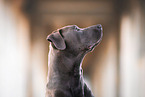 Staffordshire-Bullterrier-Mongrel