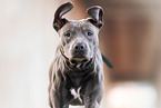 Staffordshire-Bullterrier-Mongrel