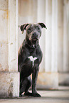 Staffordshire-Bullterrier-Mongrel