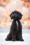 Toy-Poodle-Mongrel