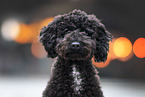 Toy-Poodle-Mongrel