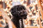 Toy-Poodle-Mongrel