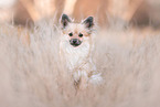 Pomeranian-Chihuahua-Mongrel