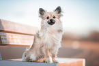 Pomeranian-Chihuahua-Mongrel