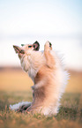 Pomeranian-Chihuahua-Mongrel