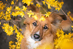 Australian-Shepherd-Mongrel