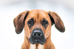 Rhodesian-Ridgeback-Mongrel in Snow