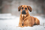 Rhodesian-Ridgeback-Mongrel in Snow