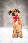 Rhodesian-Ridgeback-Mongrel in Snow