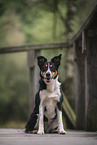 female Border-Collie-Mongrel