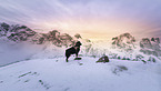 Shepherd-Mongrel