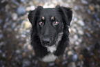 Shepherd-Mongrel