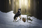 Shepherd-Mongrel