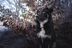 Shepherd-Mongrel