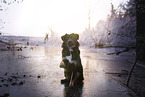 Shepherd-Mongrel
