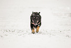 Shepherd-Mongrel