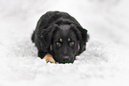 Shepherd-Mongrel