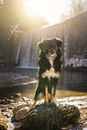 Shepherd-Mongrel