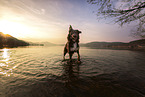 Shepherd-Mongrel