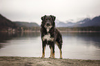 Shepherd-Mongrel