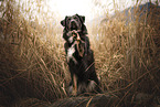 Shepherd-Mongrel