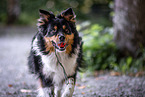 Australian-Shepherd-Border-Collie