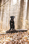 Labrador-Retriever-Mongel