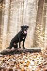 Labrador-Retriever-Mongel