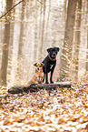 2 mongrels