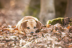 Dachshund-Mongrel
