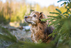 mongrel senior