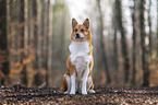 Akita-Inu-Mongrel