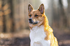 Akita-Inu-Mongrel