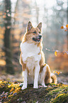 Akita-Inu-Mongrel