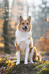 Akita-Inu-Mongrel