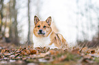 Akita-Inu-Mongrel