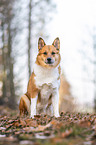 Akita-Inu-Mongrel